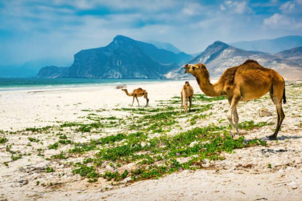 Salalah – The Fragrant Land of Frankincense